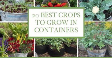 Container gardening