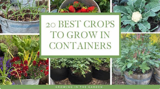 Container gardening