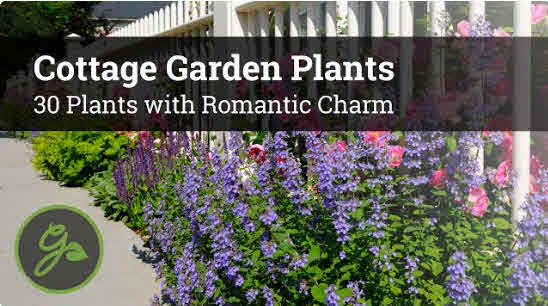 Choosing the Right Plants