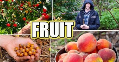 Fruit Trees