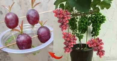 Growing Grapes
