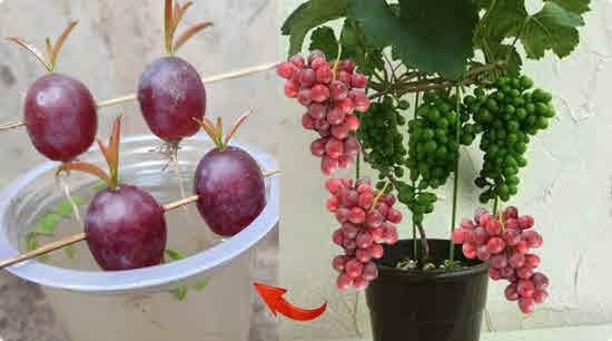 Growing Grapes