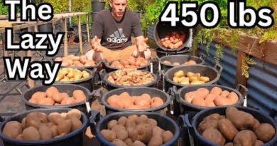 Growing Potatoes