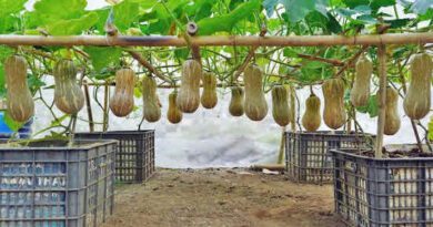 Grow Squash Pumpkin Zucchini