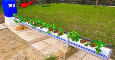 Growing Strawberries