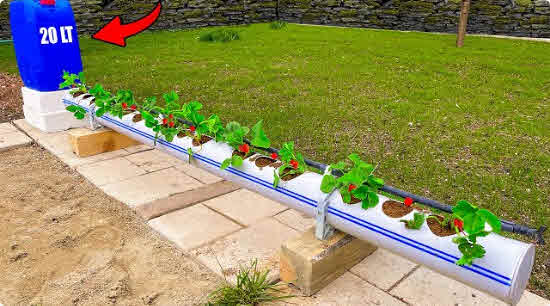 Growing Strawberries