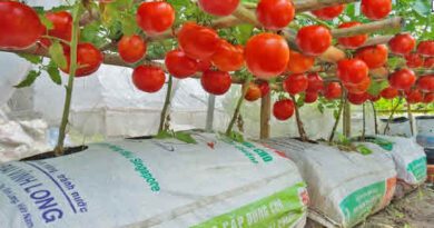 Growing Tomatoes