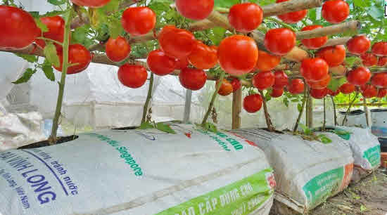 Growing Tomatoes