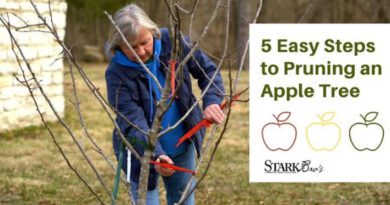 Prune Fruit Trees