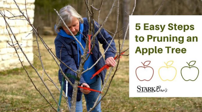 Prune Fruit Trees