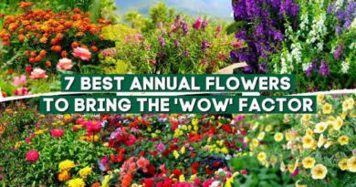 Growing Annuals