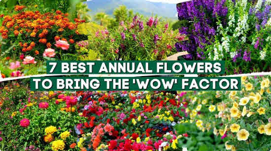 Growing Annuals