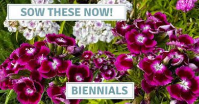 Growing Biennials