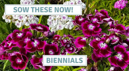 Growing Biennials