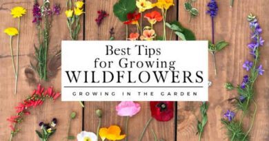 Growing Wildflowers