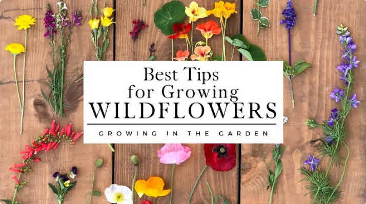 Growing Wildflowers