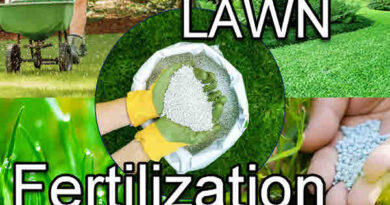 Lawn Fertilizing: Types, Timing, and Tips