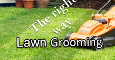 Lawn Grooming