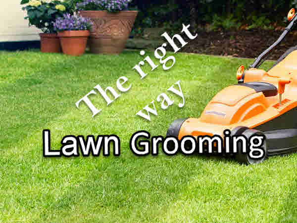 Lawn Grooming