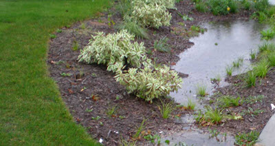 Rain Garden