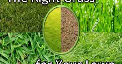 Choosing the Right Type of Grass for Your Lawn