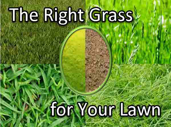 Choosing the Right Type of Grass for Your Lawn