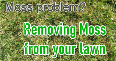 Removing Moss from Lawn